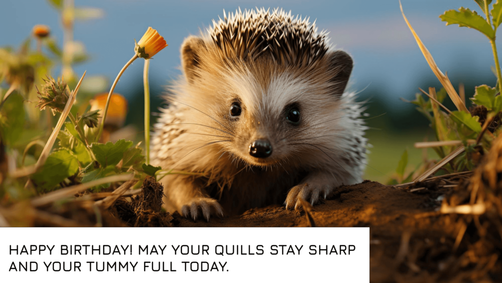 Birthday card wishes for Hedgehog